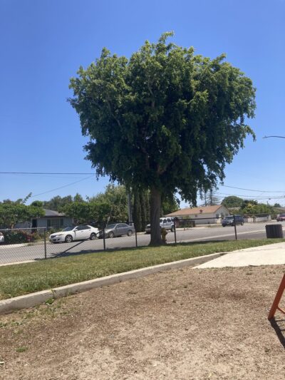 Primavera Park - Greenfield, CA