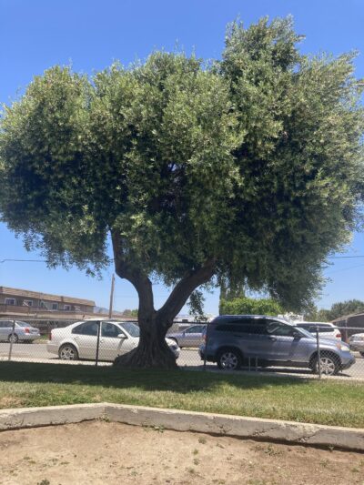 Primavera Park - Greenfield, CA