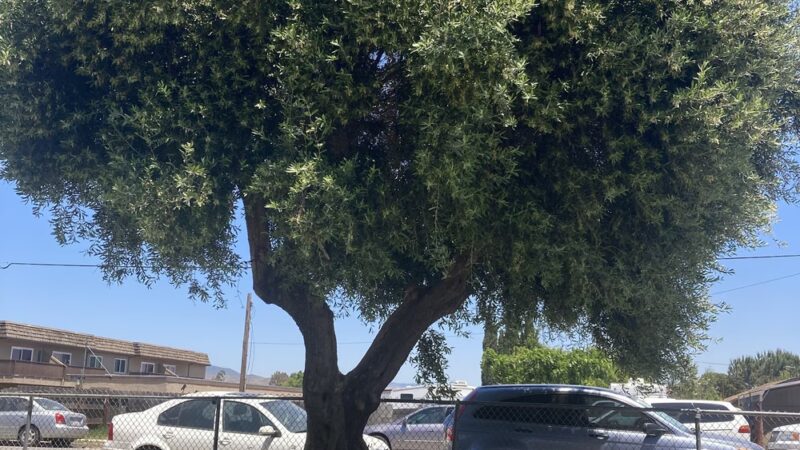 Primavera Park - Greenfield, CA