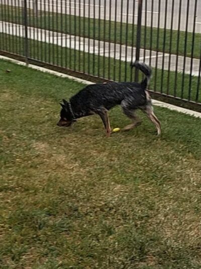 Tuscany Park - Greenfield, CA