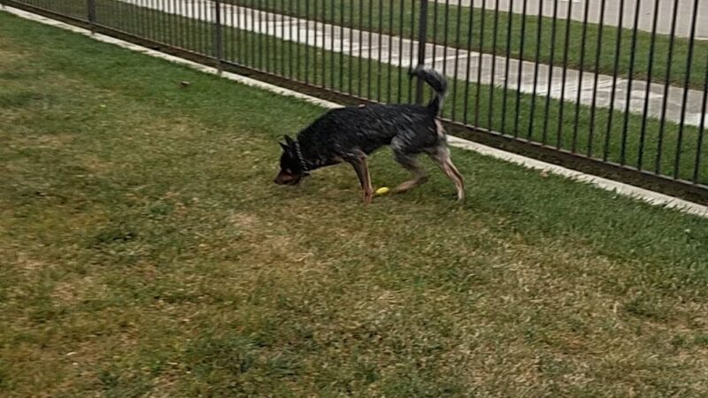 Tuscany Park - Greenfield, CA