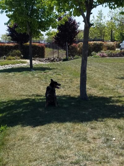 Tuscany Park - Greenfield, CA