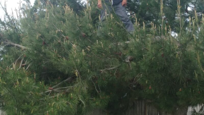 Tyler Park - Greenfield, CA