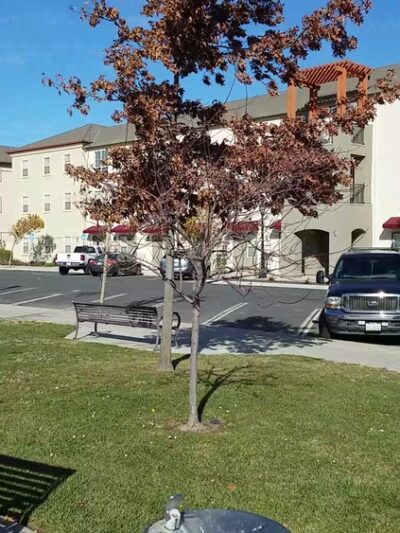 Village Green Park - Greenfield, CA