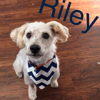 Canine Kingdom LLC - Greenville, KY