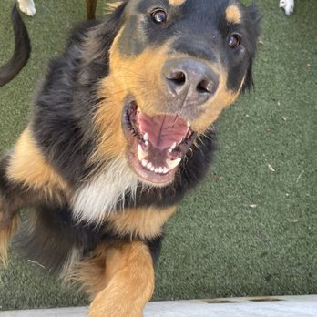 Canine Kingdom LLC - Greenville, KY