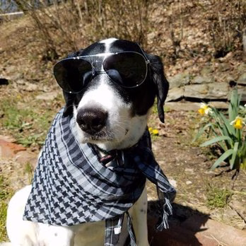 Canine Kingdom LLC - Greenville, KY