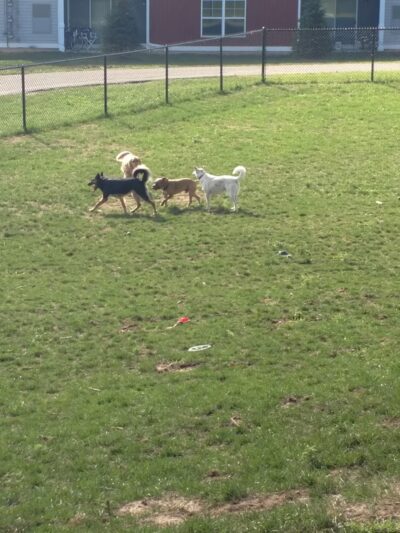 Central Bark Park - Greenville, MI