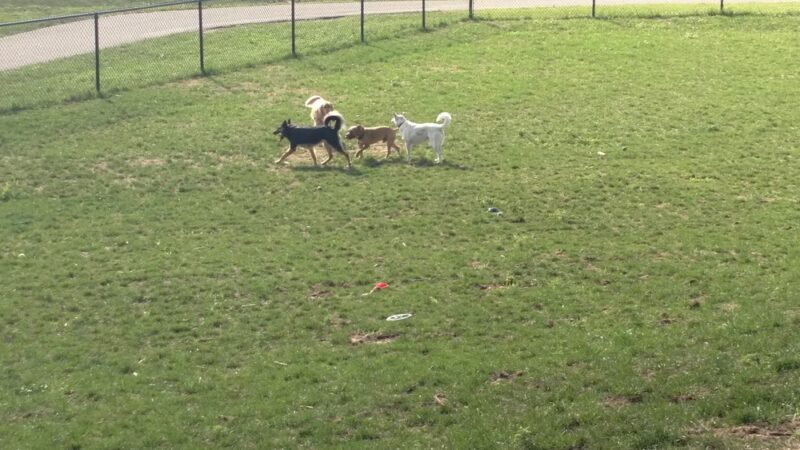 Central Bark Park - Greenville, MI