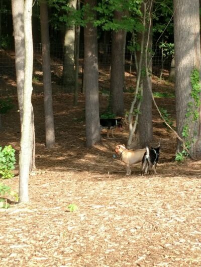 Central Bark Park - Greenville, MI