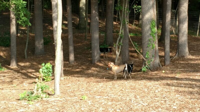 Central Bark Park - Greenville, MI