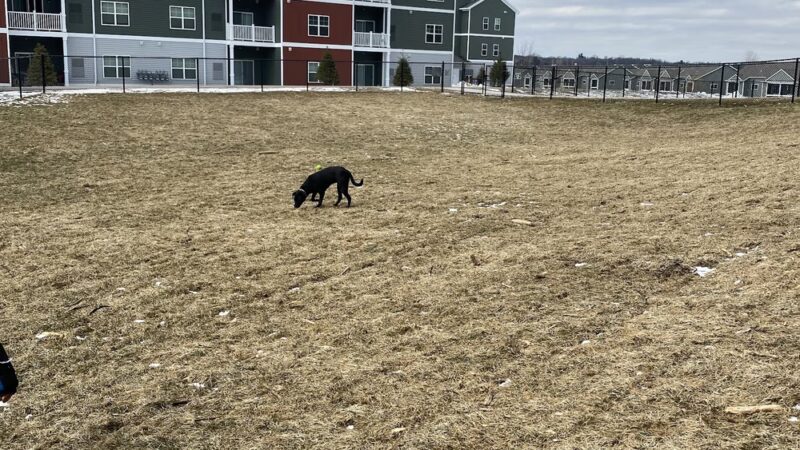 Central Bark Park - Greenville, MI