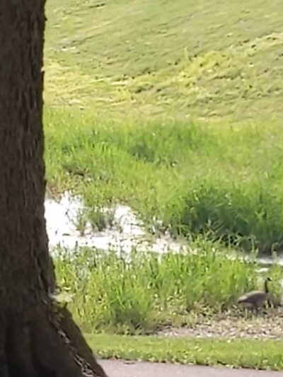 Craig Park - Greenwood, IN