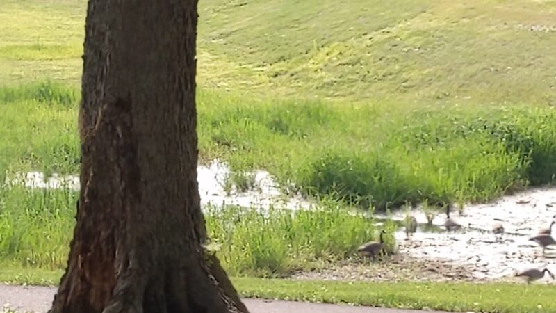 Craig Park - Greenwood, IN