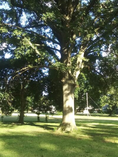 Clerico Park - Greenwood, MS