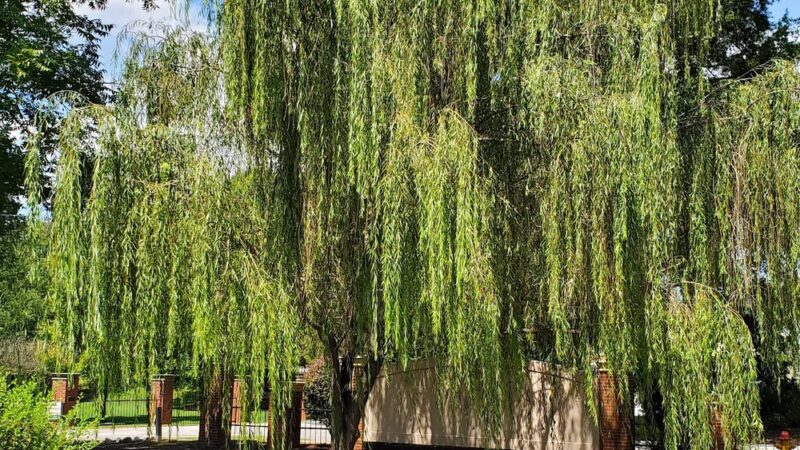 West Cambridge Park - Greenwood, SC