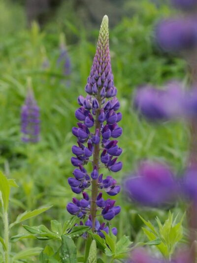General Field Conservation Area - Groton, MA