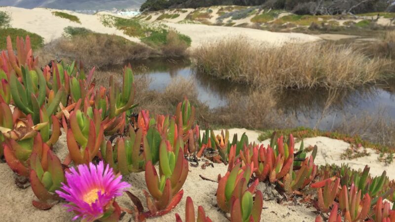 Meadow Creek Trailhead - Grover Beach, CA