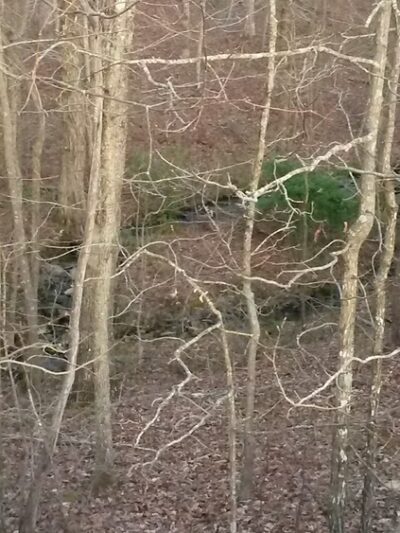 Gruetli Laager Recreation Park - Gruetli-Laager, TN