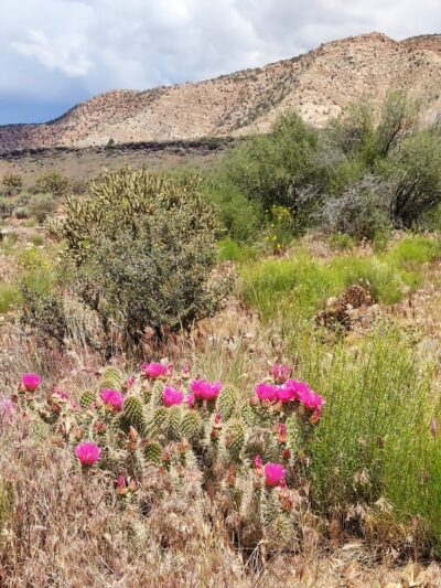 Gunlock State Park - Gunlock, UT