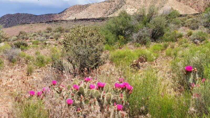 Gunlock State Park - Gunlock, UT