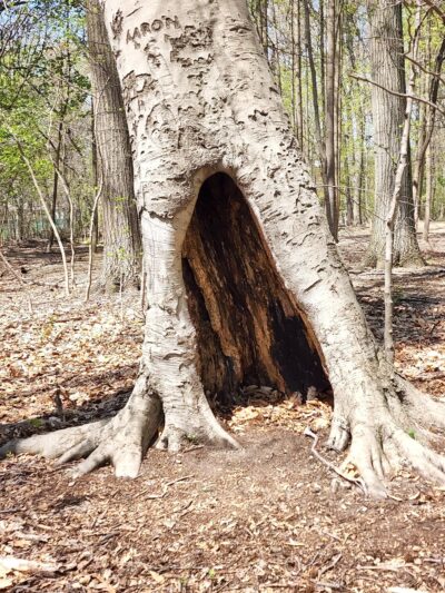 Haddon Heights Park - Haddon Heights, NJ