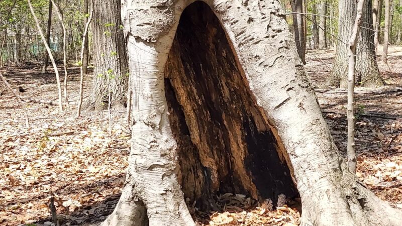 Haddon Heights Park - Haddon Heights, NJ