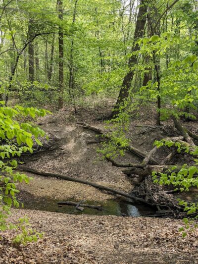Saddler's Woods Conservation Association - Haddon Township, NJ