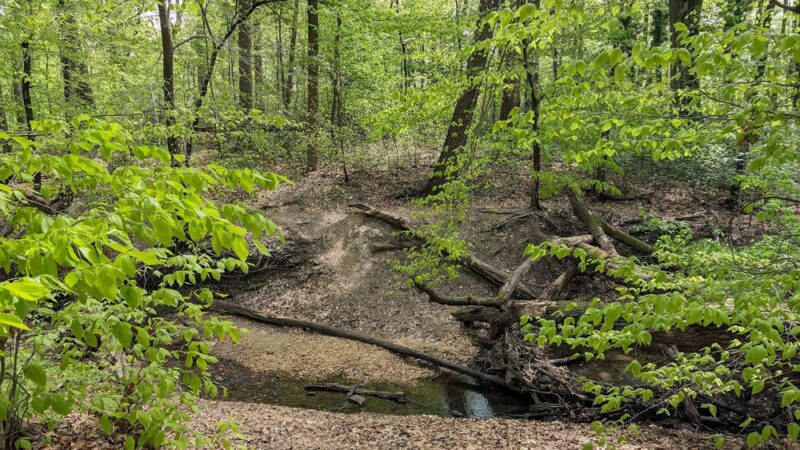 Saddler's Woods Conservation Association - Haddon Township, NJ