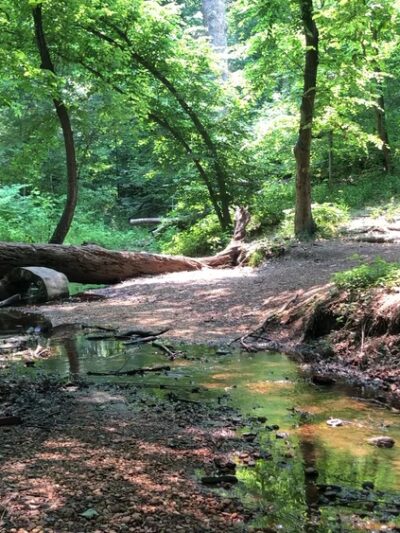 Saddler's Woods Conservation Association - Haddon Township, NJ
