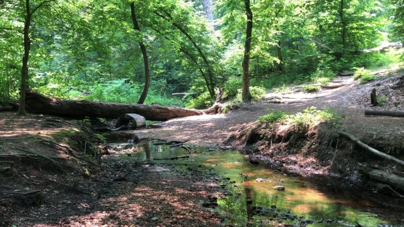 Saddler's Woods Conservation Association - Haddon Township, NJ