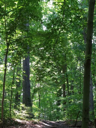 Saddler's Woods Conservation Association - Haddon Township, NJ