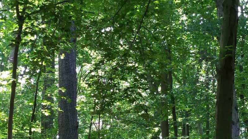 Saddler's Woods Conservation Association - Haddon Township, NJ