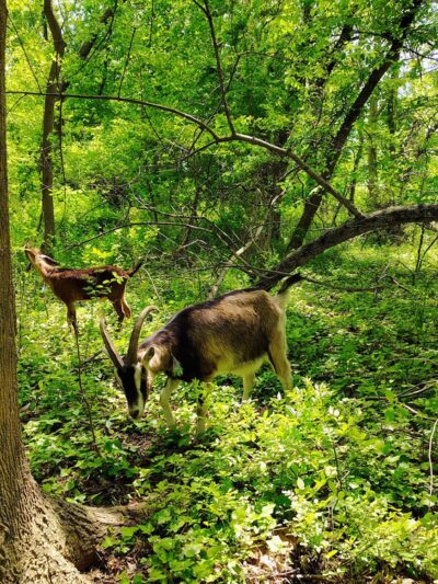 Saddler's Woods Conservation Association - Haddon Township, NJ