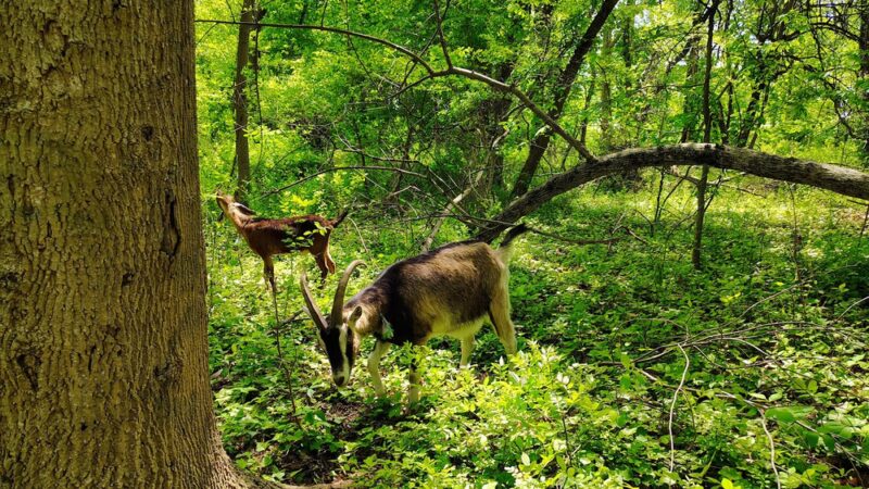Saddler's Woods Conservation Association - Haddon Township, NJ