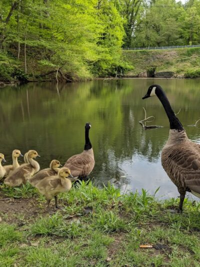 Cooper River Park - Haddonfield, NJ