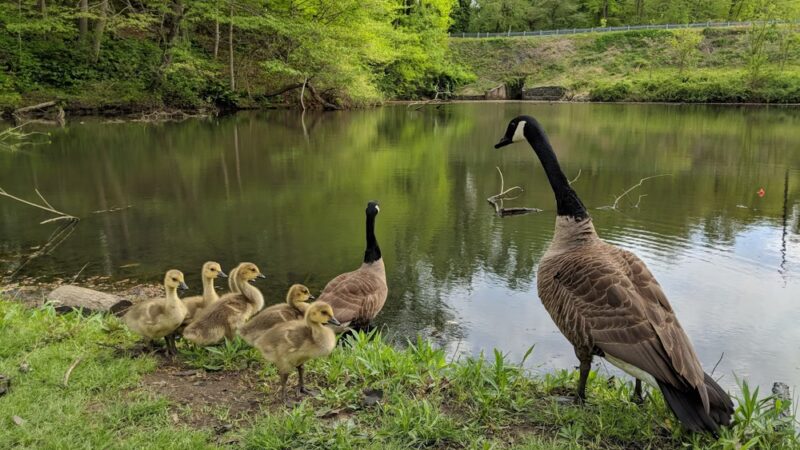 Cooper River Park - Haddonfield, NJ