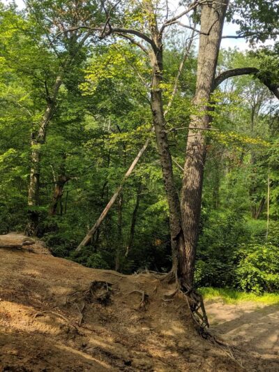 Crows Woods Trails - Haddonfield, NJ