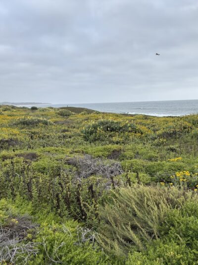 Half Moon Bay Beach - Half Moon Bay, CA