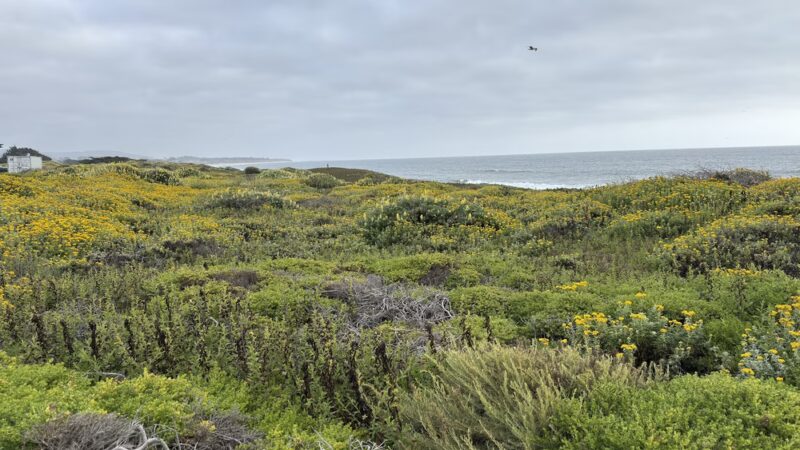 Half Moon Bay Beach - Half Moon Bay, CA