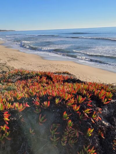 Half Moon Bay Beach - Half Moon Bay, CA