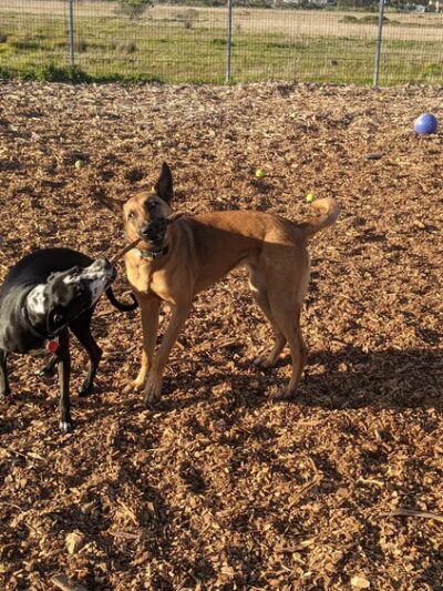 Half Moon Bay Dog Park - Half Moon Bay, CA