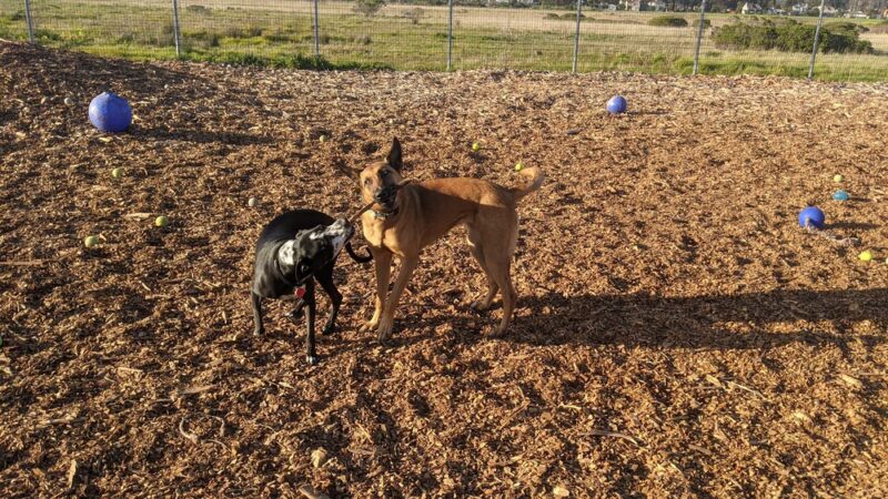 Half Moon Bay Dog Park - Half Moon Bay, CA