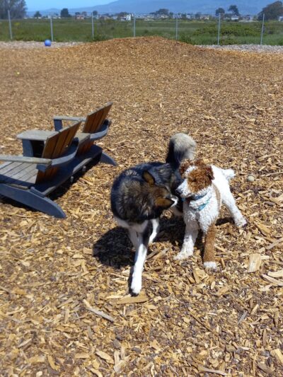 Half Moon Bay Dog Park - Half Moon Bay, CA