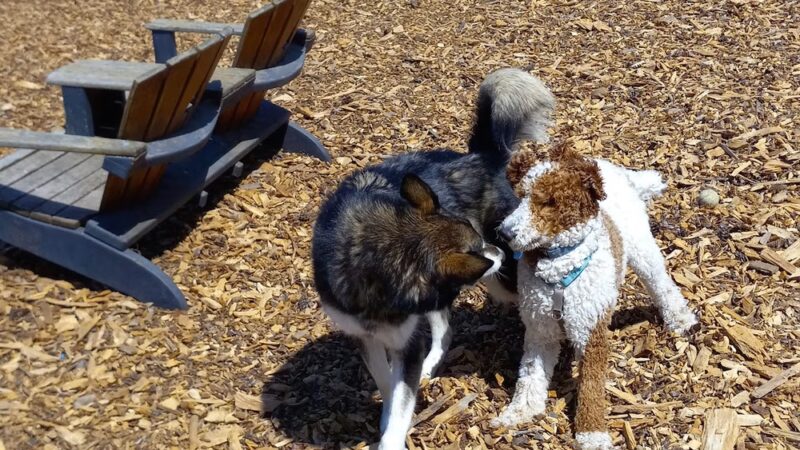 Half Moon Bay Dog Park - Half Moon Bay, CA