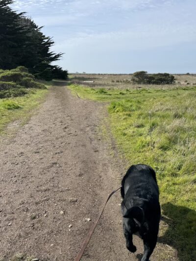 Half Moon Bay Dog Park - Half Moon Bay, CA