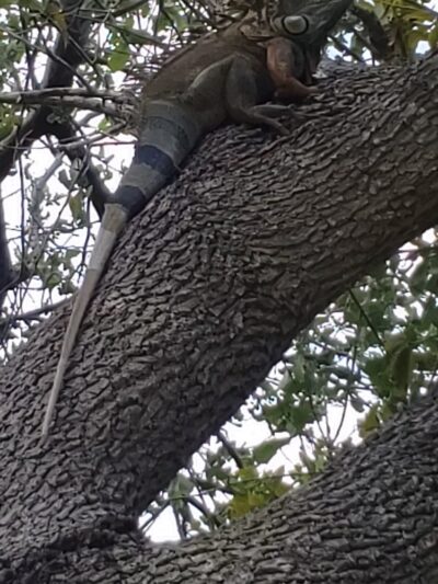 Joseph Scavo Park - Hallandale Beach, FL