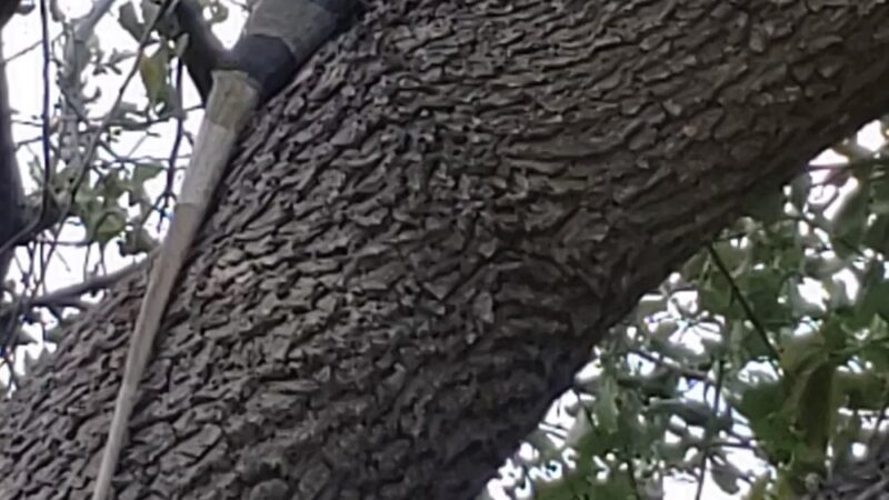 Joseph Scavo Park - Hallandale Beach, FL