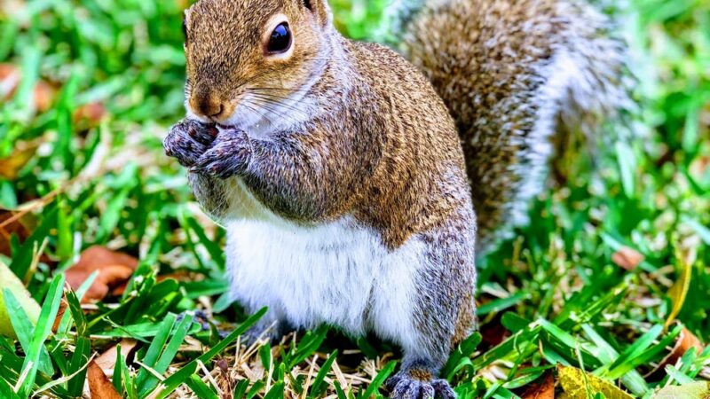 Joseph Scavo Park - Hallandale Beach, FL