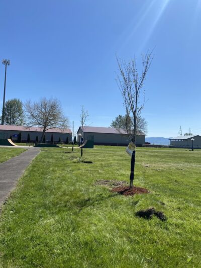 Halsey Memorial Park - Halsey, OR